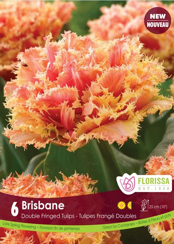 Florissa Tulip Brisbane