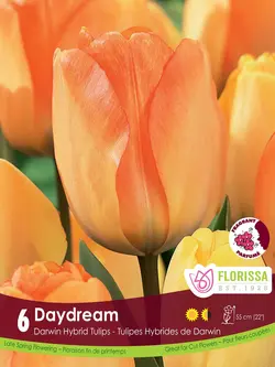 Florissa Tulip Daydream