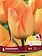 Florissa Tulip Daydream