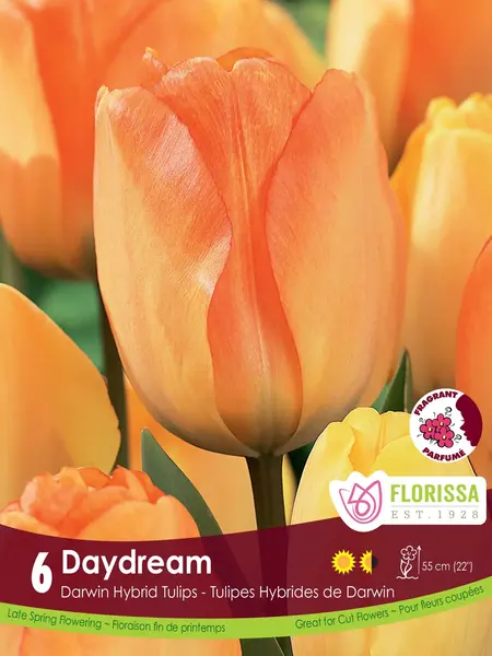 Florissa Tulip Daydream