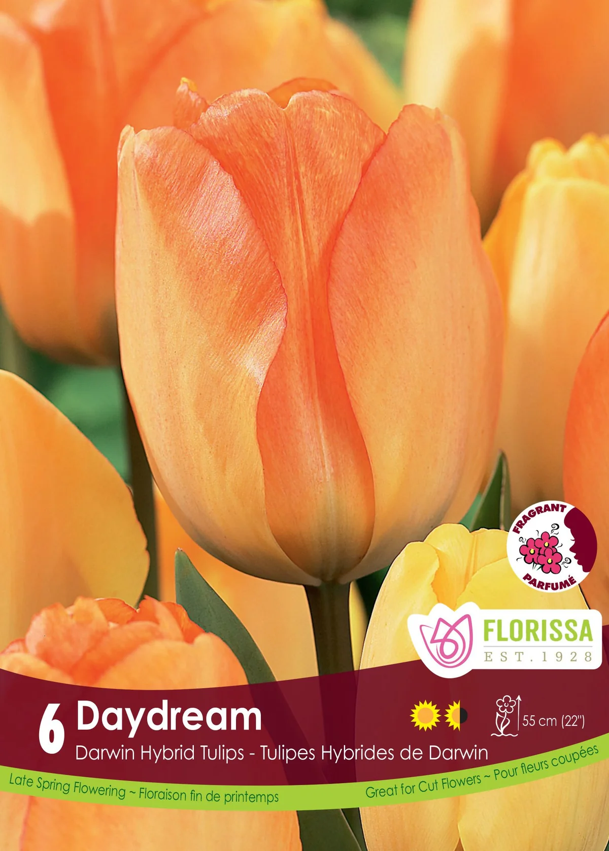 Florissa Tulip Daydream