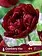 Florissa Tulip Double Peony Cranberry Kiss