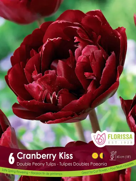 Florissa Tulip Double Peony Cranberry Kiss