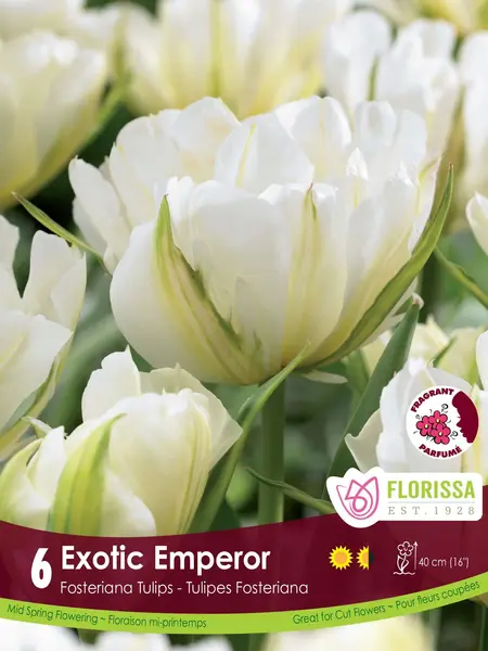 Florissa Tulip Exotic Emperor