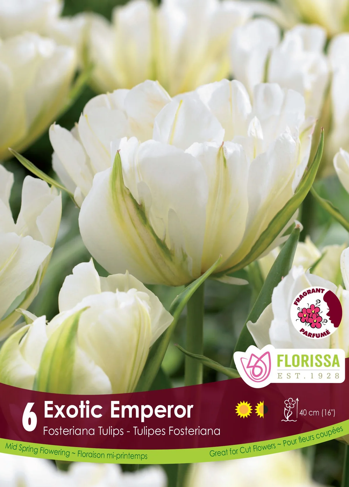Florissa Tulip Exotic Emperor