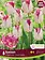 Florissa Tulip Eyelash