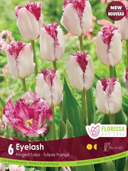 Florissa Tulip Eyelash
