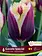 Florissa Tulip Gavota Special