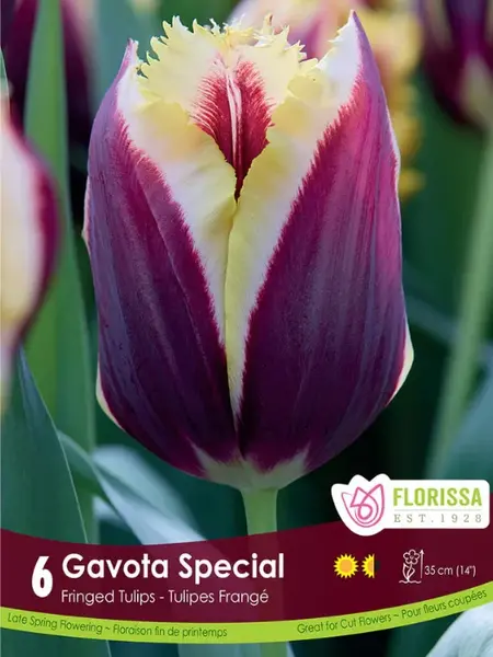 Florissa Tulip Gavota Special