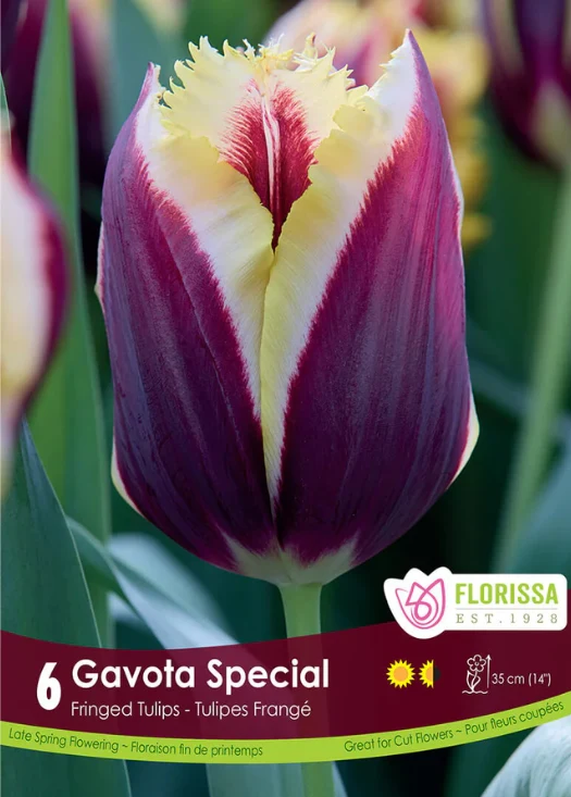 Florissa Tulip Gavota Special