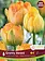 Florissa Tulip Granny Award
