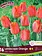 Florissa Tulip Landscape Orange