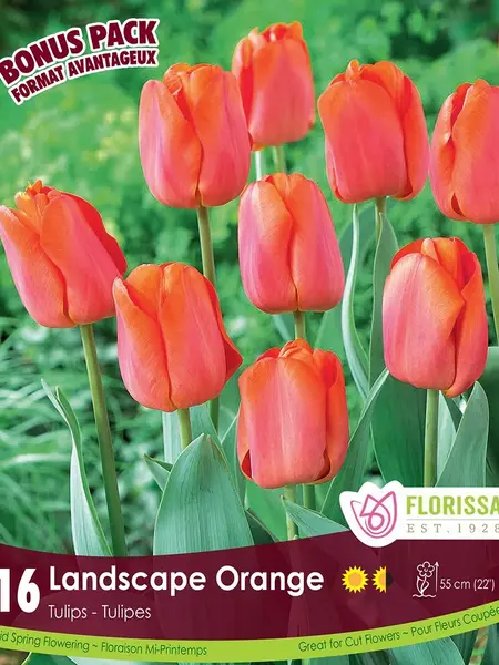 Florissa Tulip Landscape Orange