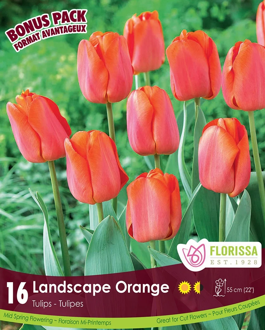 Florissa Tulip Landscape Orange