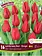 Florissa Tulip Landscape Red