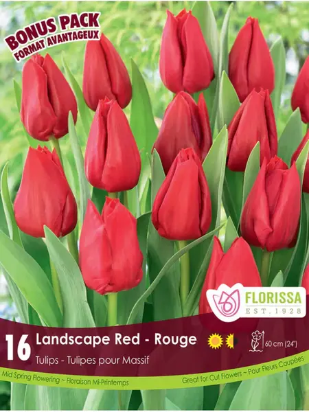 Florissa Tulip Landscape Red