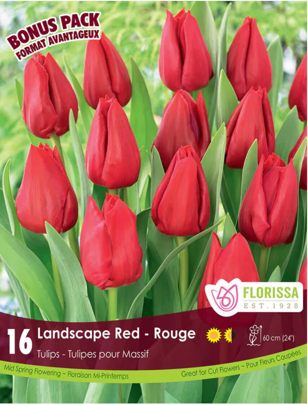 Florissa Tulip Landscape Red