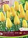 Florissa Tulip Landscape Yellow