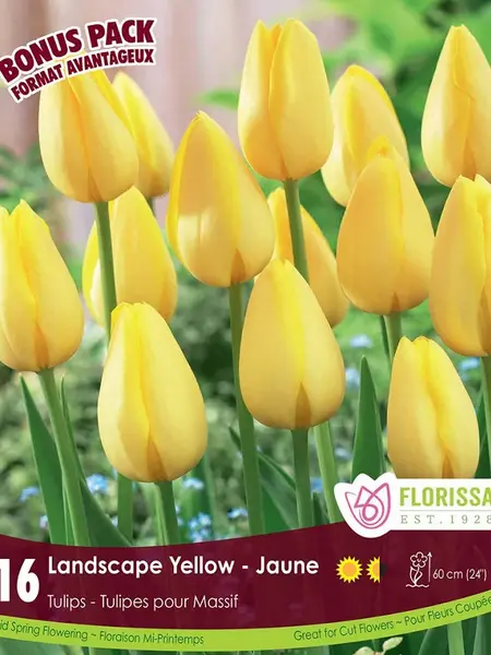 Florissa Tulip Landscape Yellow