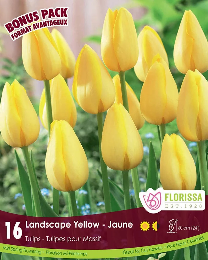 Florissa Tulip Landscape Yellow