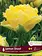 Florissa Tulip Lemon Shoot