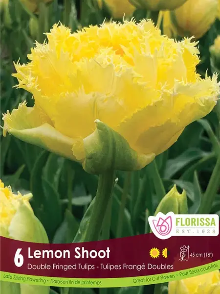 Florissa Tulip Lemon Shoot