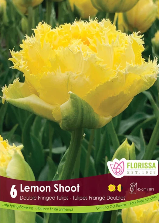 Florissa Tulip Lemon Shoot