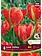 Florissa Tulip Love Valley