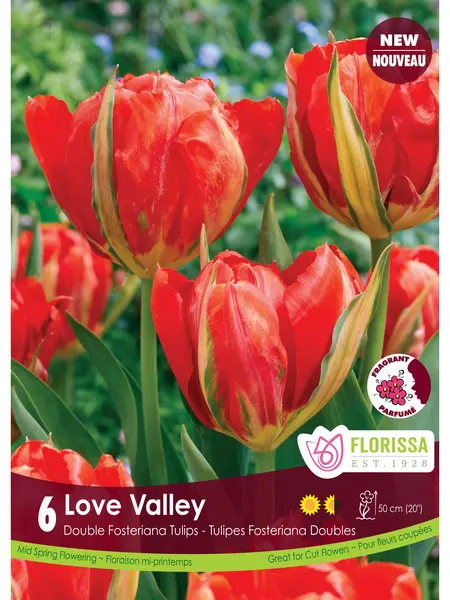 Florissa Tulip Love Valley