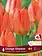Florissa Tulip Orange Emperor
