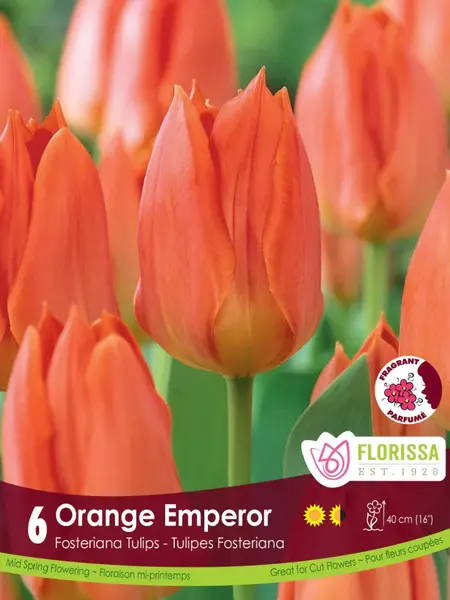 Florissa Tulip Orange Emperor