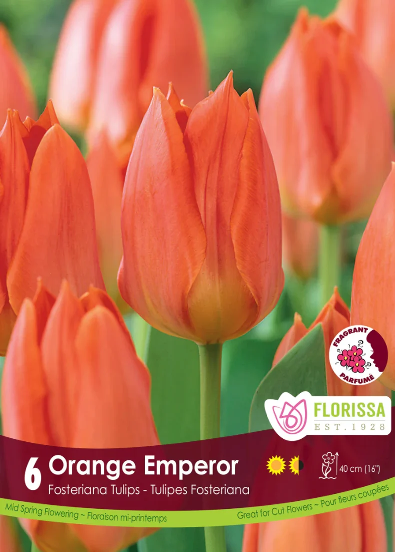Florissa Tulip Orange Emperor