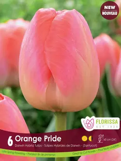 Florissa Tulip Orange Pride