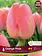 Florissa Tulip Orange Pride