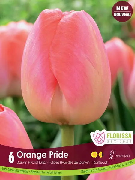 Florissa Tulip Orange Pride