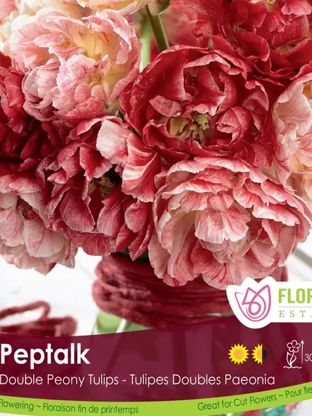Florissa Tulip Pep Talk