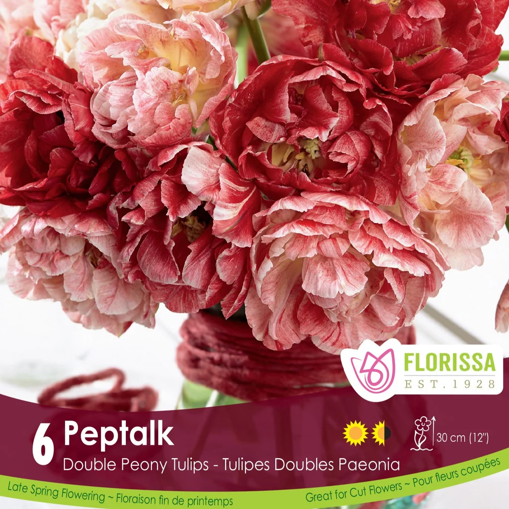 Florissa Tulip Pep Talk