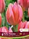 Tulip Pretty Princess