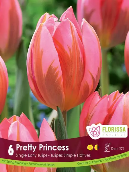 Tulip Pretty Princess