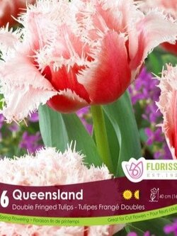 Florissa Tulip Queensland