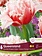 Florissa Tulip Queensland