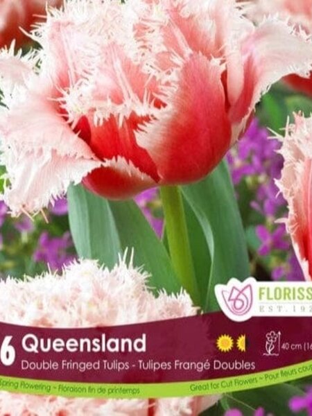 Florissa Tulip Queensland