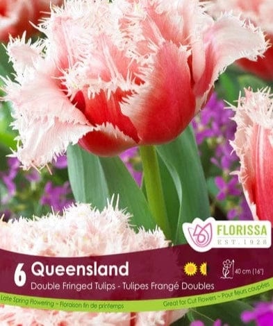 Florissa Tulip Queensland