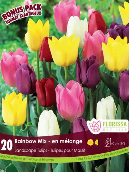 Florissa Tulip Rainbow Mix