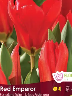 Florissa Tulip Red Emperor