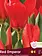 Florissa Tulip Red Emperor