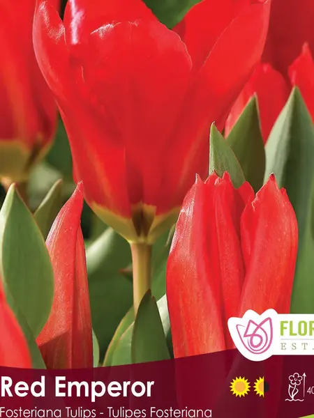 Florissa Tulip Red Emperor
