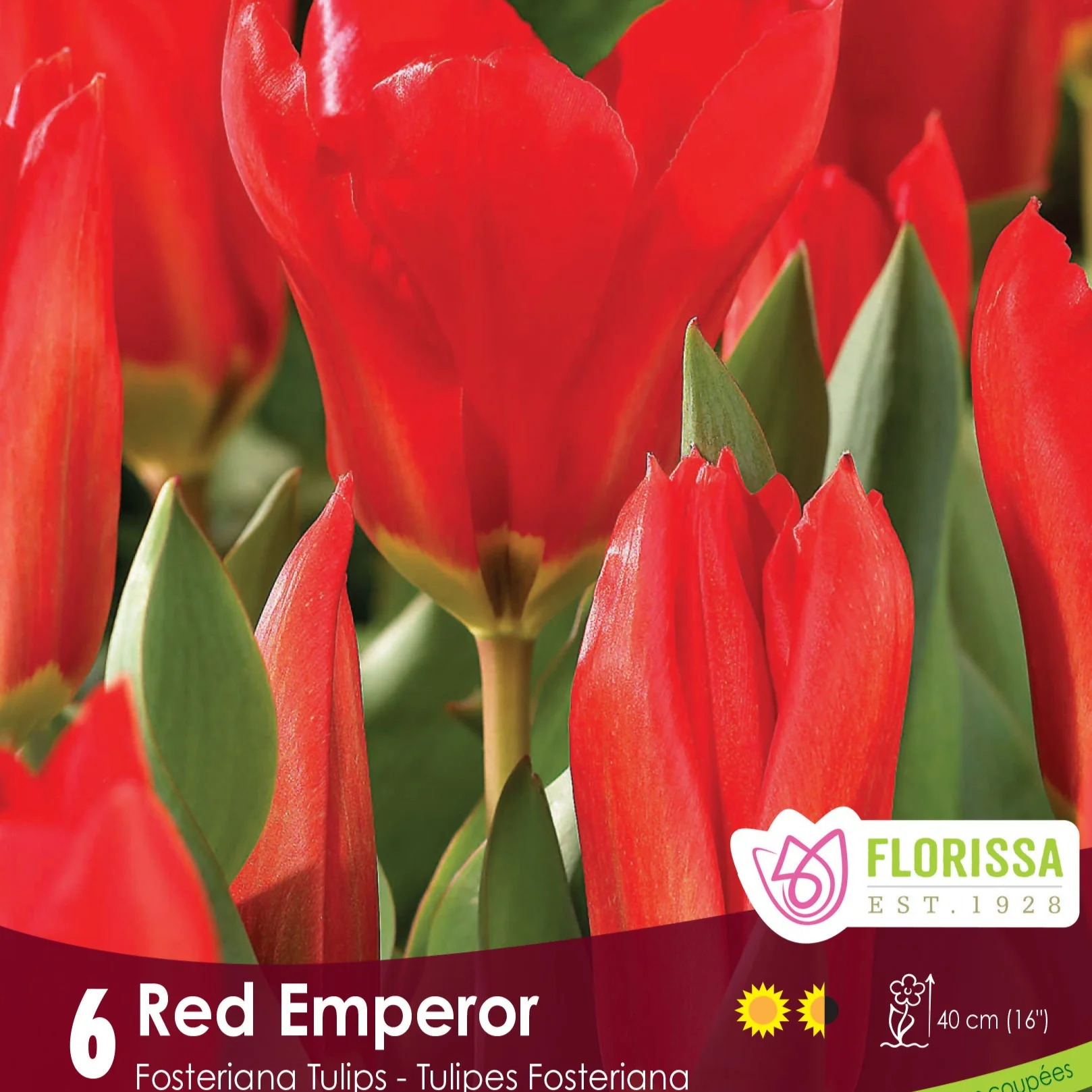 Florissa Tulip Red Emperor