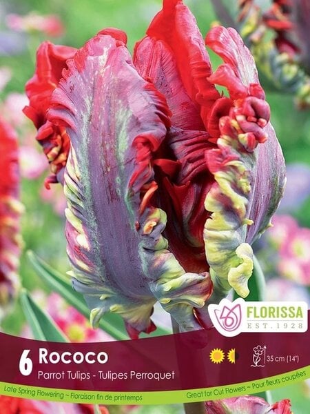 Florissa Tulip Rococo