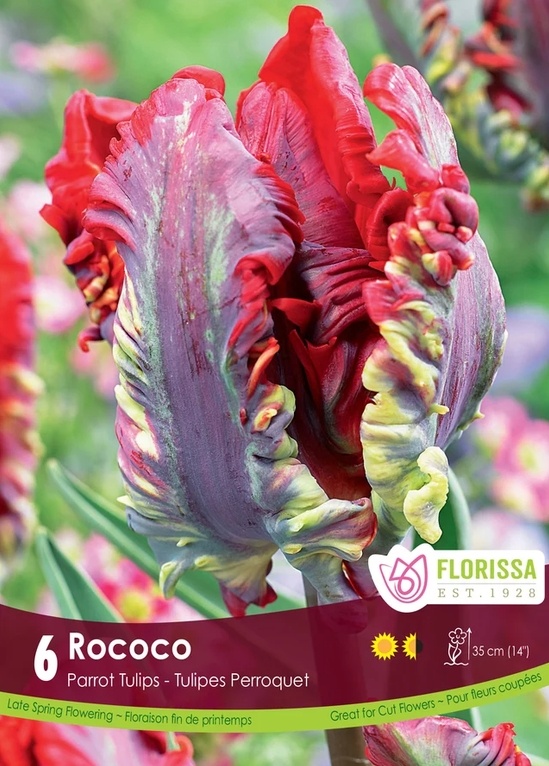 Florissa Tulip Rococo